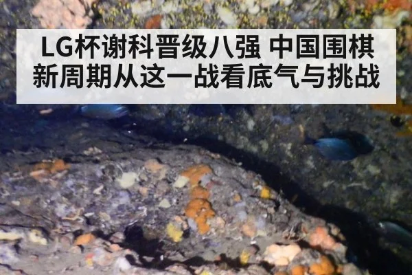 LG杯谢科晋级八强 中国围棋新周期从这一战看底气与挑战